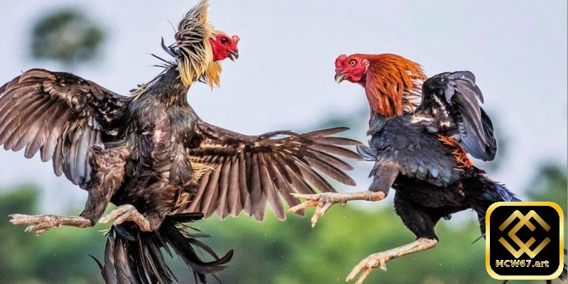 Người chơi có thể đặt cược vào chiến kê mà mình ủng hộ