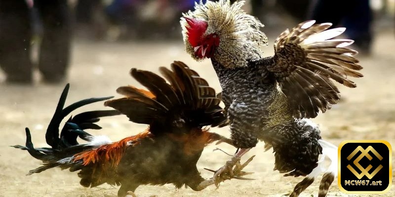 Đá gà Thomo là trò chơi mang tính may rủi cao