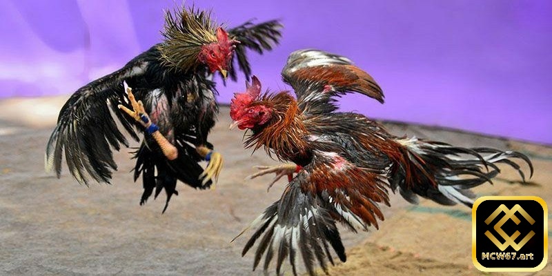 Màu sắc của chúng là một chỉ báo quan trọng