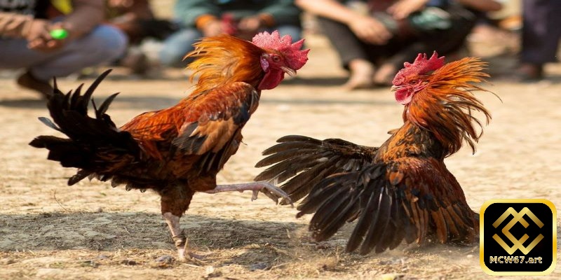 Bạn cần tìm hiểu kỹ lưỡng về từng chiến kê tham gia trận đấu