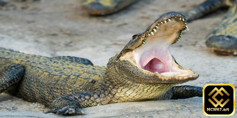 Ý nghĩa khi nằm mơ thấy cá sấu và con số may mắn liên quan 4 Khi bạn mộng thấy cá sấu ăn thịt đồng loại quất ngay cặp đề 00 - 90