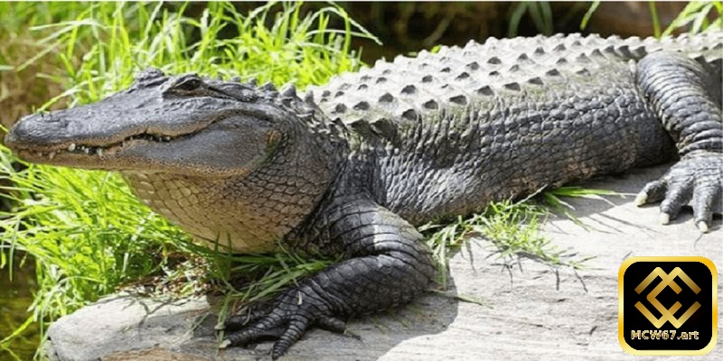 Ý nghĩa khi nằm mơ thấy cá sấu và con số may mắn liên quan 3 Giấc mơ về cá sấu cắn người lạ có thể mang ý nghĩa sâu xa