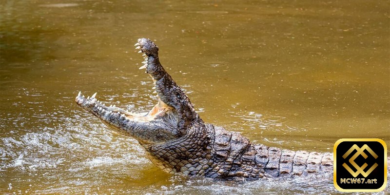 Ý nghĩa khi nằm mơ thấy cá sấu và con số may mắn liên quan 2 Khi chiêm bao thấy giết cá sấu bạn hãy xuống tiền ngay con 13 - 76